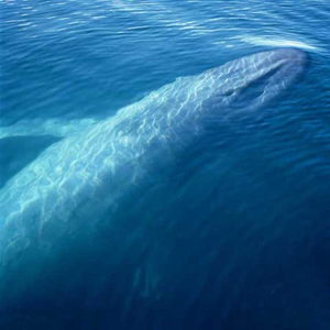 La ballena azul