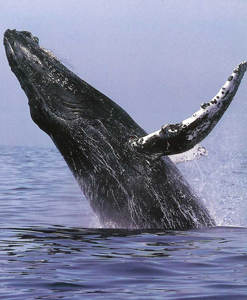 Alimentación de las ballenas