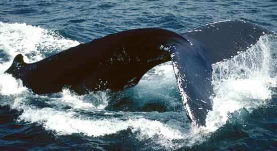 Comunicación en las ballenas