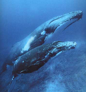 Migraciones de las ballenas