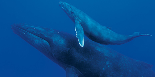Reproducción de las ballenas