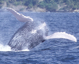 Fotos e imágenes de ballenas