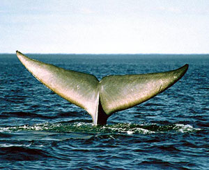 Foto de la cola de una ballena