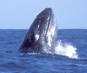 Imágenes de ballenas